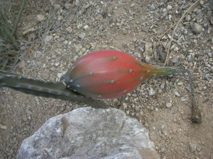 Peniocereus gregii fruit
