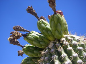 Carnegiea gigantea fruit