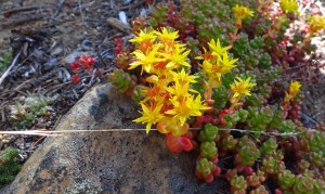 Sedum divergens in habitat, Steve Cyr