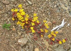 Sedum divergens