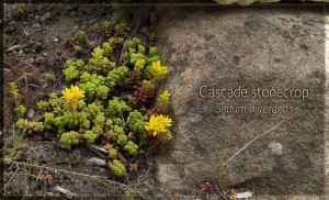Sedum divergens, Calypso