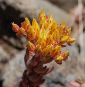 Sedum divergens in habitat, CPF1