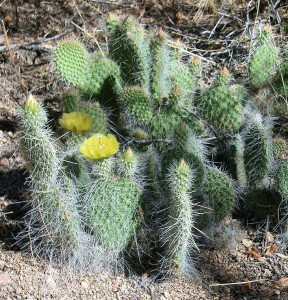 Opuntia trichophora