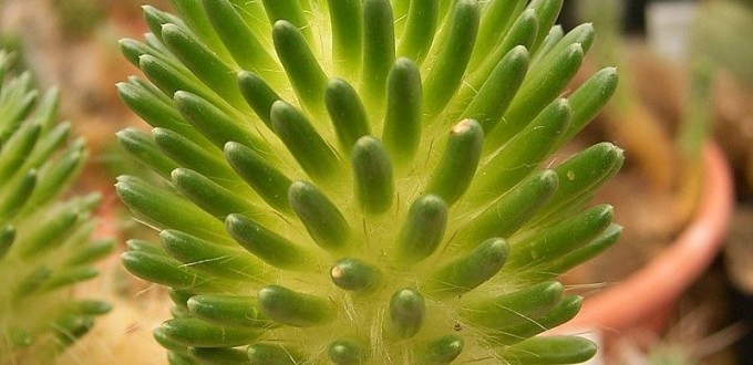 Punotia lagopus in cultivation, Eigenes Werk