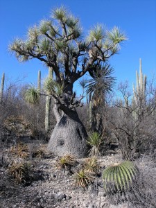 Beaucarnea gracilis with Echinocactus platyacanthus (foreground), Lon and Queta