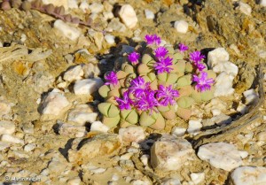 Gibbaeum album in habitat, Martin Heigan