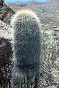 Denmoza rhodocantha columnar growth