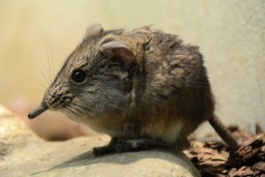 Macroscelides proboscideus, Joachim Muller