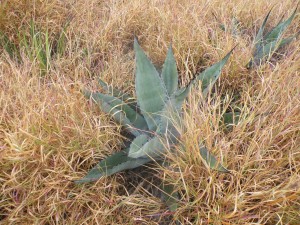 Agave sp in grass