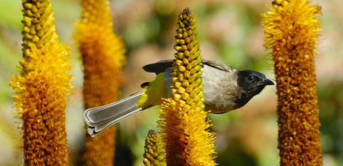 Black-eyed Bulbul on Aloe vryheidensis
