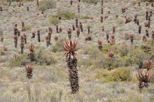 Aloes, Jacques van Niekerk