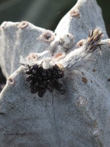 Astrophytum myriostigma seeds