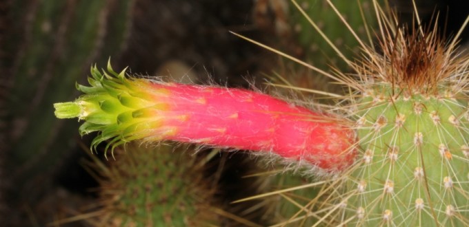 Cleistocactus smaragdiflorus flower, Peter A Mansfeld