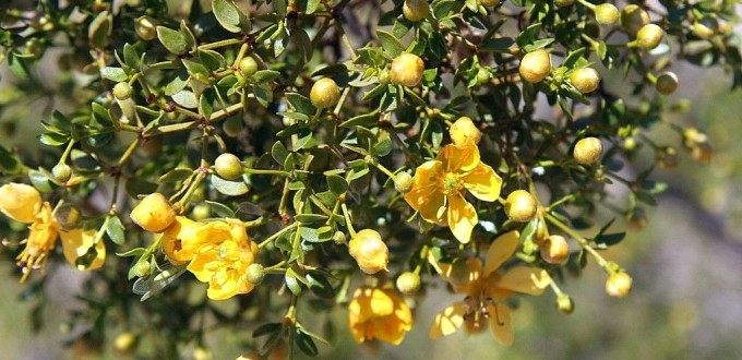 Yellow creosote flowers
