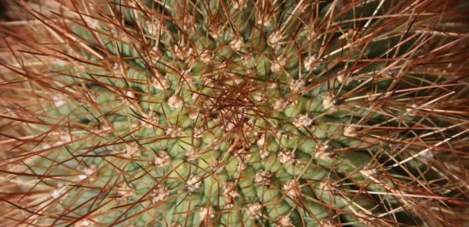 Denmoza rhodocantha spines