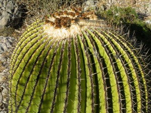 Echinocactus platyacanthus, Amante Darmanin