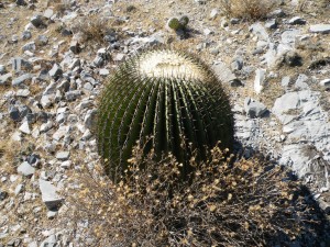 Echinocactus platyacanthus, Amante Darmanin