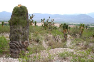 Echinocactus platyacanthus, Amy Buthod