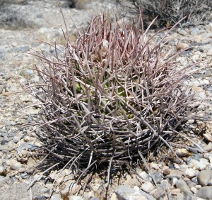 Echinocactus polycephalus polycephalus, north of Las Vegas, NV