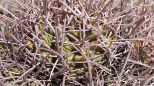 Echinocactus polycephalus polycephalus, north of Las Vegas, NV