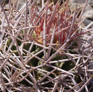 Echinocactus polycephalus polycephalus, north of Las Vegas, NV