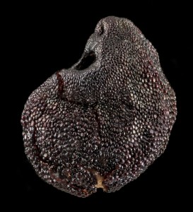Echinocactus polycephalus polycephalus seed, USGS