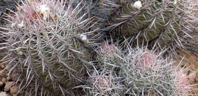 Echinocactus polycephalus xeranthemoides