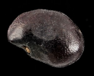 Echinocactus polycephalus xeranthermoides seed