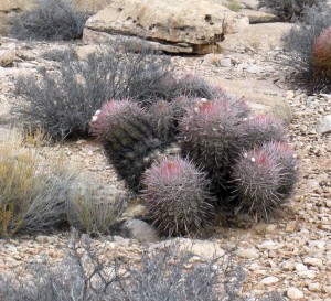 Echinocactus polycephalus xeranthemoides