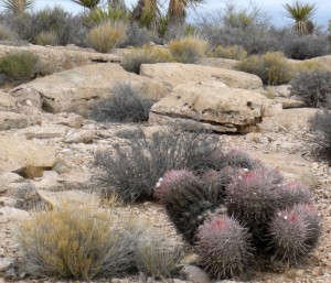 Echinocactus polycephalus xeranthemoides