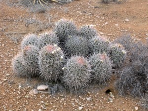 Echinocactus polycephalus xeranthmoides