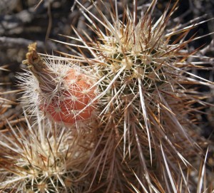 Echinocereus engelmannii fruit