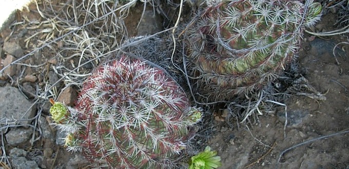 Echinocereus viridiflorus