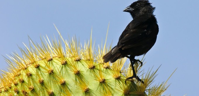 Geospiza scandens, (Common Cactus-Finch) perched on Opuntia sp in Galapagos Islands