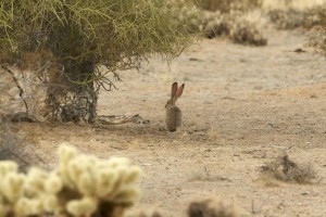 Black-tailed jackrabbit in desert