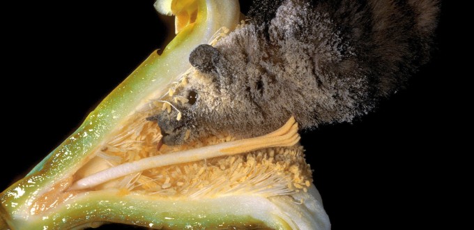 Lesser long-nosed bat at flower