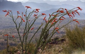 Ocotillo in bloom, Mike Jones