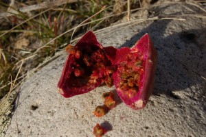 Opuntia macrorhiza fruit with seeds