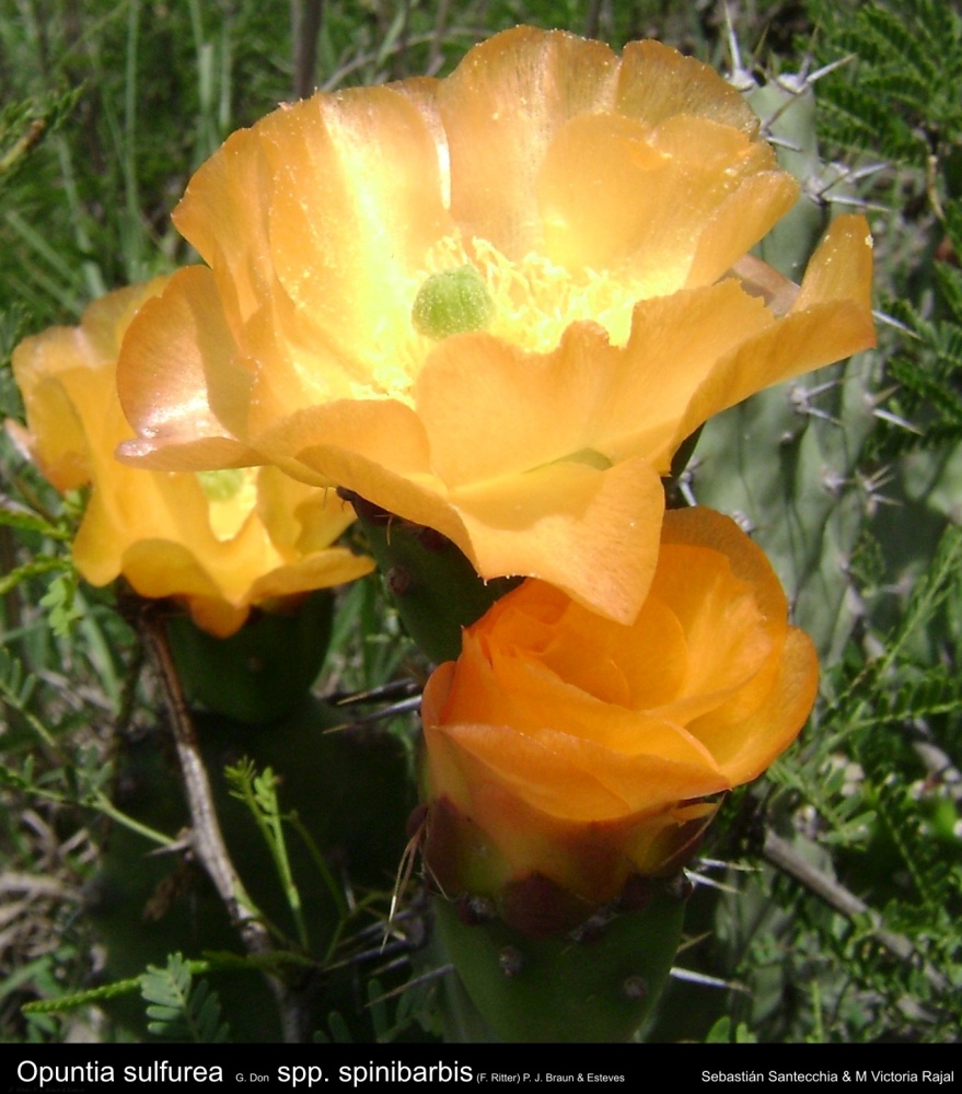 Opuntia sulphurea and Sebastian Santecchia – OBLOG