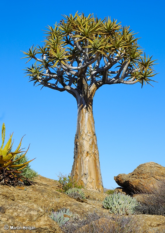 Aloe Dichotoma Quiver Tree Oblog 7861