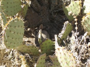 Rabbit with Opuntia