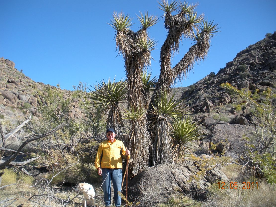 Three Arizona Yuccas | OBLOG