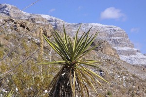 Yucca torreyi