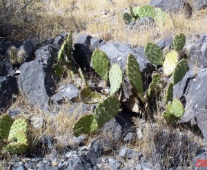 Opuntia mojavensis, in habitat