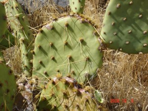 Opuntia mojavensis, Mt. Potosi
