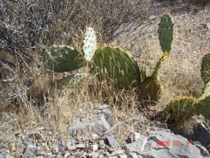 Opuntia mojavensis
