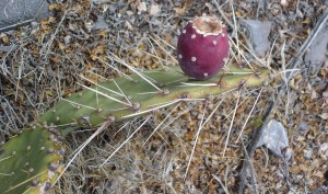 Opuntia mojavensis, Mt. Potosi