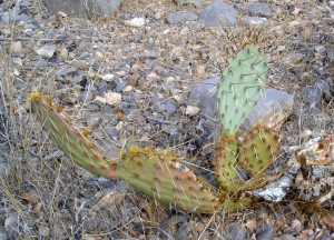 Opuntia mojavensis, Mt. Potosi, Las Vegas, NV