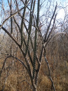 Stenocereus alamosensis