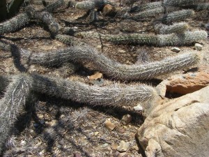 Stenocereus eruca, Amante Darmanin